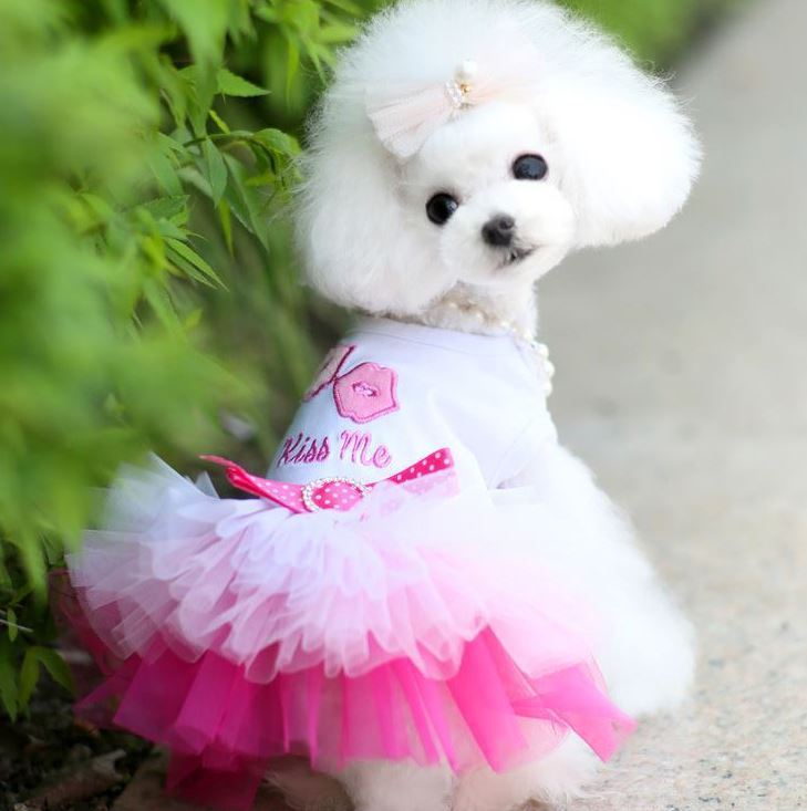 Molly Pistachio™ | Summer Dog Dress