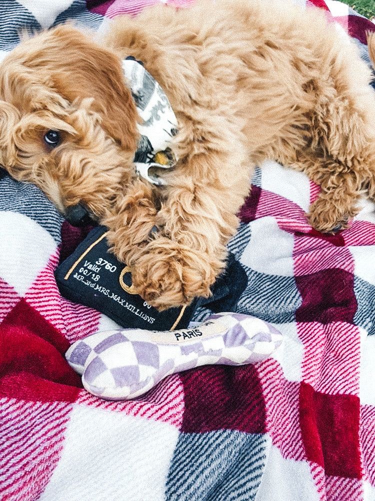 Molly Pistachio® | Americanine Express Dog Squeaky Toy